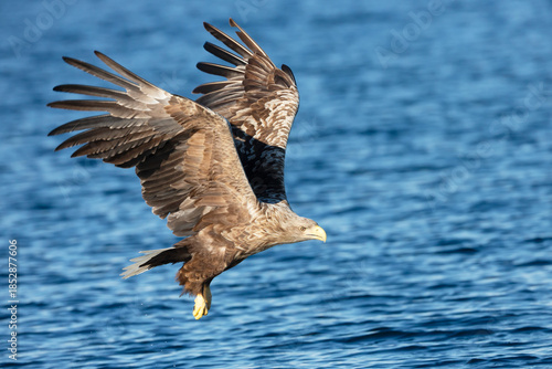 White-tailed sea eagle in flight over blue water with wings spread wide while hunting for fish © giedriius