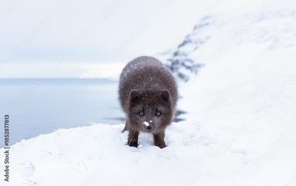 Fototapeta premium Blue morph Arctic fox standing in a snowy white winter landscape
