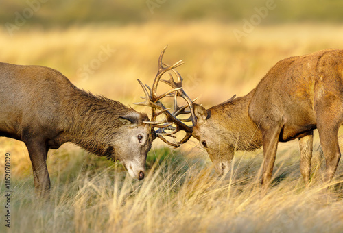Photography Young red deer stags locking antlers in fight during rutting season in autumn
