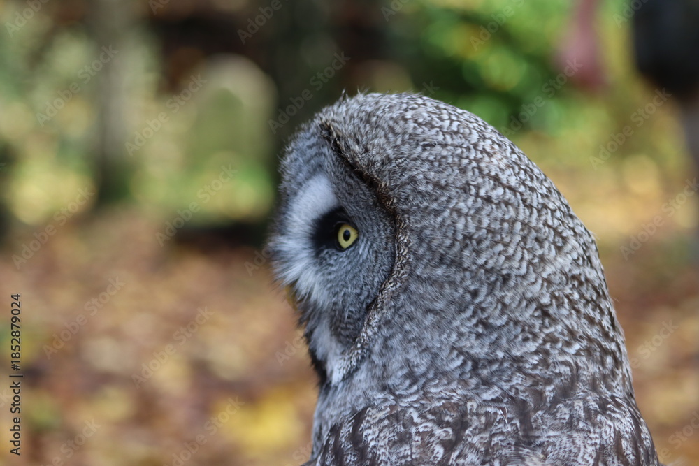 Fototapeta premium Great Grey Owl