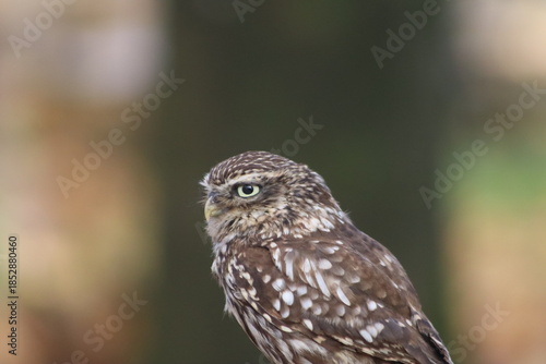 Little Owl