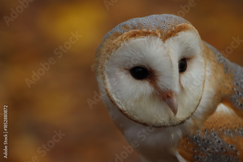Barn Owl