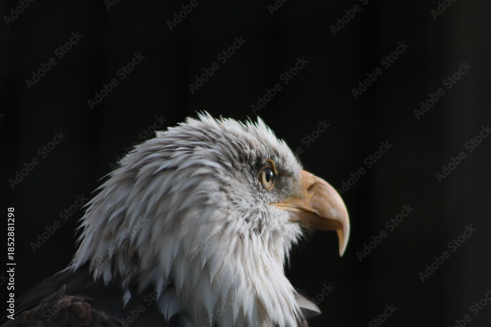 Obraz premium Bald Eagle