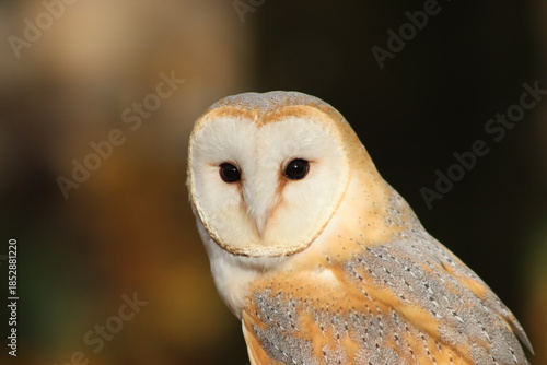 Barn Owl