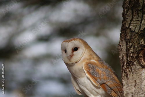 Barn Owl