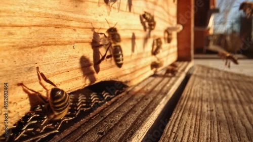Close up view of beehive life with honey bees flying in and away. Wide angle macro slow motion take of frontal space of wooden beehive with fast exchanging of many bee bodies during sunny day.