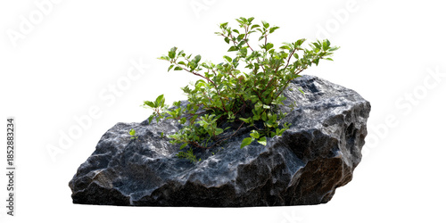 A small plant sprouting from a weathered gray stone, isolated against a black background