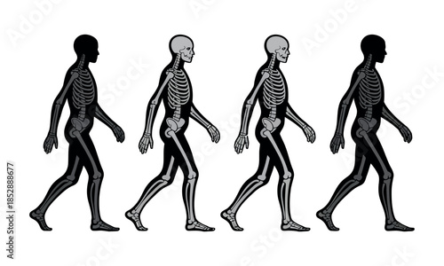 Human anatomy and skeletal structure are illustrated in a progression of walking figures.