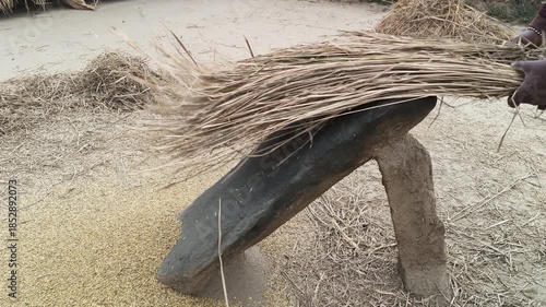 Farmer Rice plants thrashed on the rock. To separate the grains, the rice plants are cherished by striking them against a large stone. Traditional methods of threshing grain in India. Agriculture work