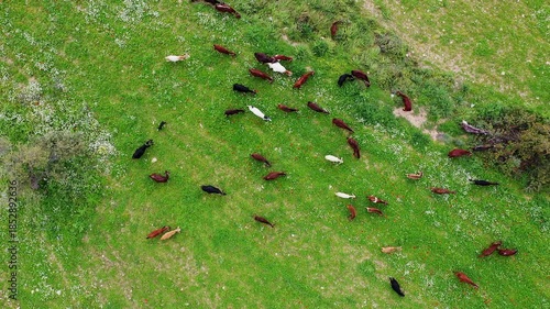 Grazing flock of goats. Overhead view