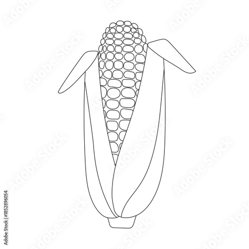 Fresh corn cob with husks line art. Summer vegetable for healthy eating. Farm harvest. Simple graphic coloring illustration