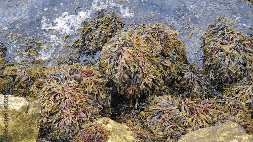 seaweeds along the coast of Norway are diverse marine macroalgae that grow on rocky shores, fjords, and shallow coastal waters. They include brown, red, and green algae and play a crucial role in co