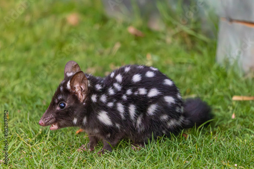 A wild Eastern ( or Spotted ) Quoll n Tasmania, Australia