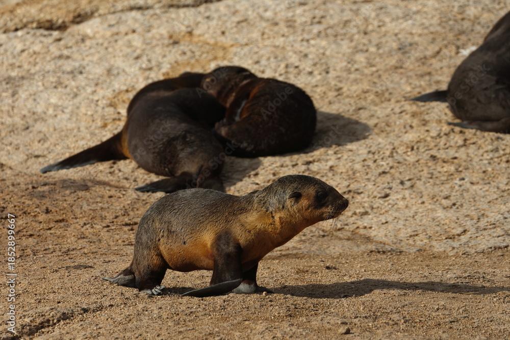 Fototapeta premium Australian fur seal
