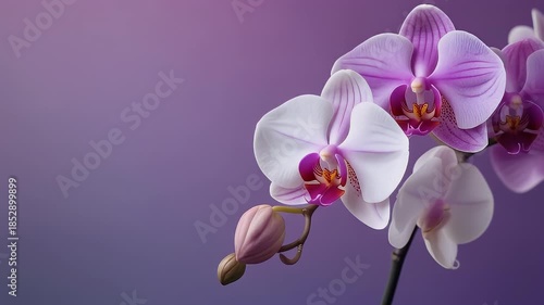 A cluster of delicate orchid blooms in white and purple hues against a muted purple background, stems angled upward