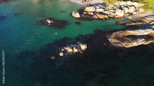 Aerial view of the dynamic contrast between the turquoise water and dark seaweed around the boulders and beach, Cape Town, Western Cape, South Africa.