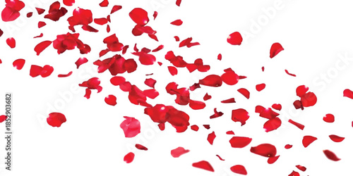 Vibrant red rose petals falling gracefully in a cascade against a clean white backdrop