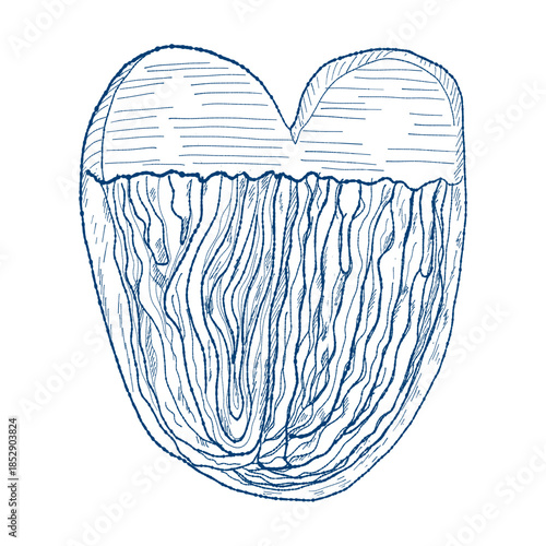 Sketch german sweets with chocolate vintage dessert line art, doodle