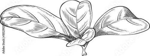 Monochrome hand-drawn sketch of a branch with acerola leaves, Barbados cherry.