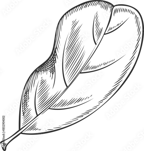 Acerola leaf in engraved, outline style, hand drawn.