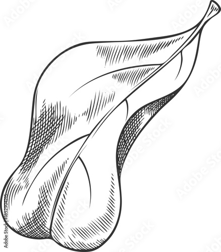 Black and white hand-drawn sketch of an acerola leaf.