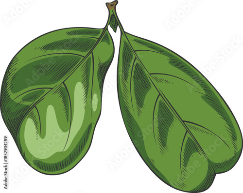 Green acerola leaves, watercolor, hand-drawn outline.