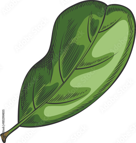 Hand-drawn watercolor sketch of an acerola leaf, a tropical plant.