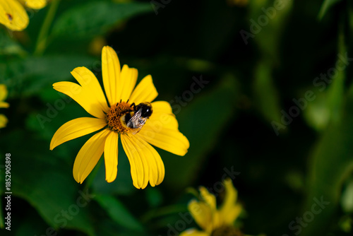 Bee pollinating flower on summer day. Close up photo of wild bee on yellow flower.
