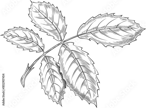 Black and white sketch of leaves, vintage rose, hand-drawn.