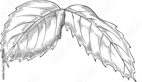 Rose leaves, monochrome hand-drawn outline sketch.