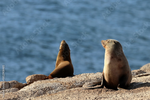 australian fur seal