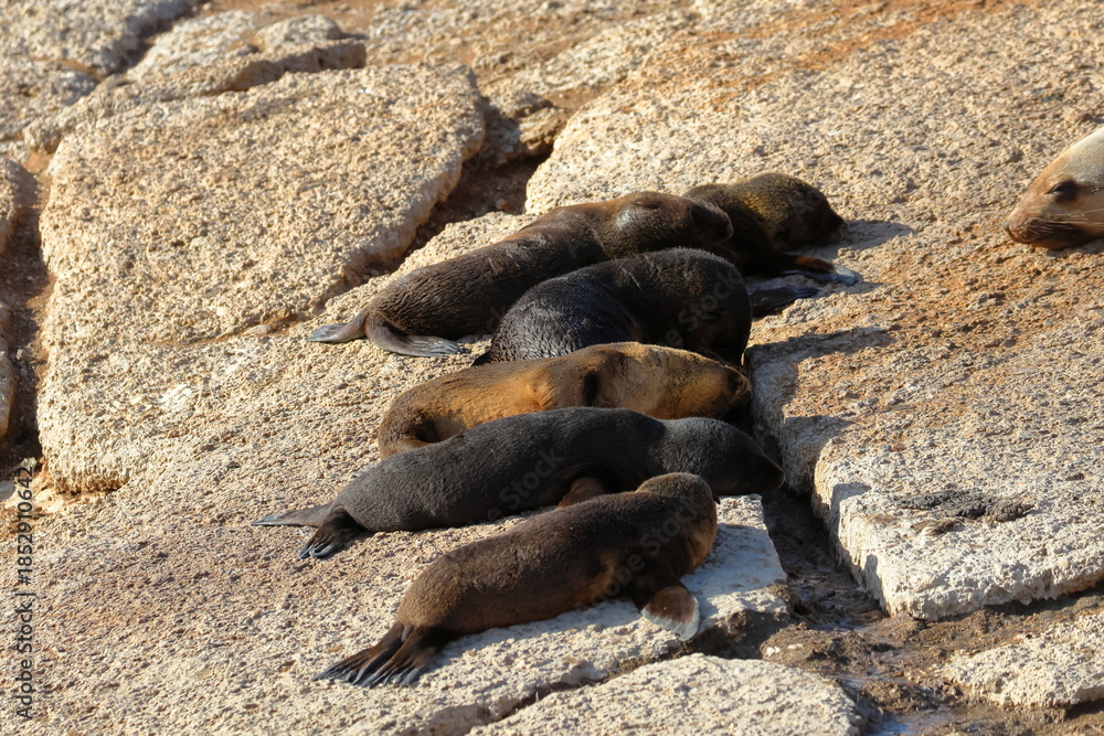 Fototapeta premium australian fur seal