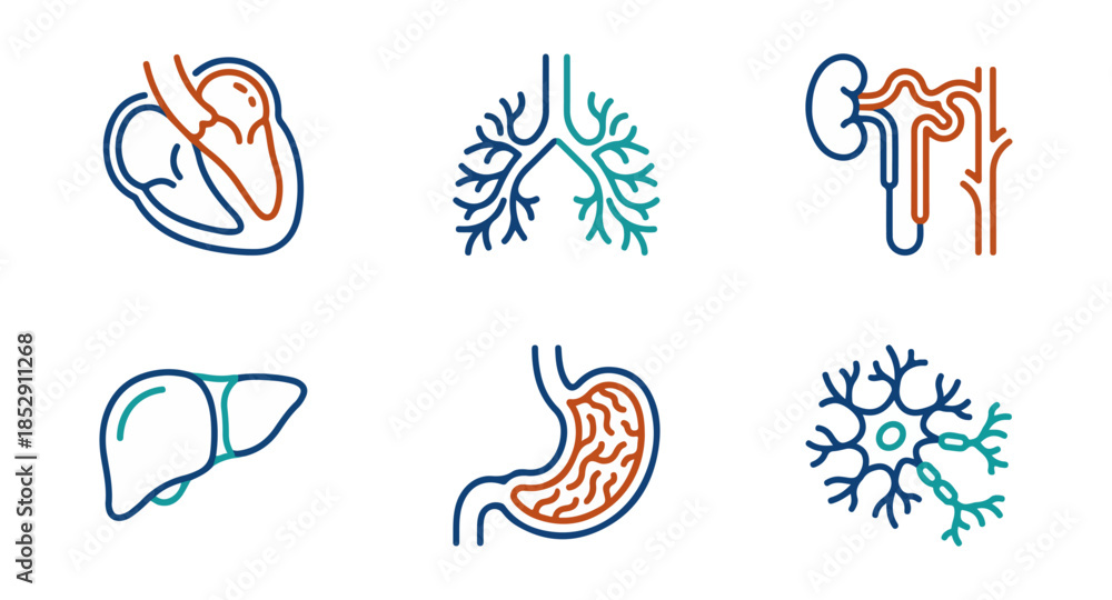 Fototapeta premium Medical icons heart lungs kidneys liver stomach and neuron illustrations