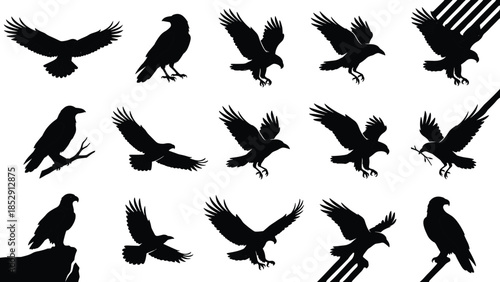 Birds of prey silhouettes set showing flying landing perched poses isolated on white background powerful wildlife nature vector illustration collection
