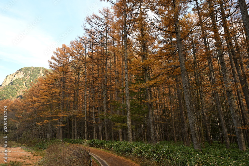 Fototapeta premium 秋の上高地 カラマツの紅葉