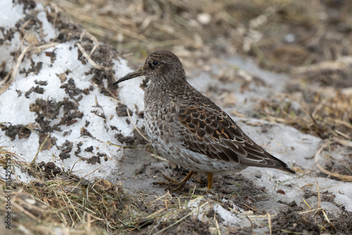 Wallpaper Mural Pluvier doré Torontodigital.ca