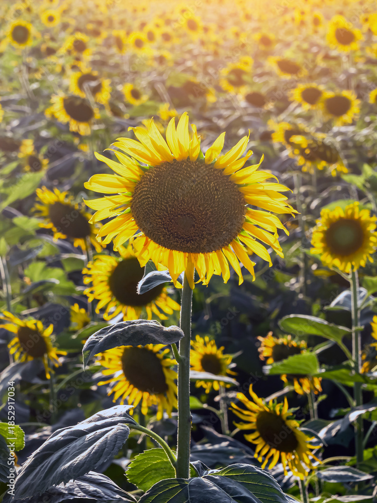 Fototapeta premium Agricultural field with yellow sunflowers. Field of sunflower bloom in rural area. Bright sunny flower. farming, vegetable garden, field, growing seeds for oil. health benefits, farmland, agrarian