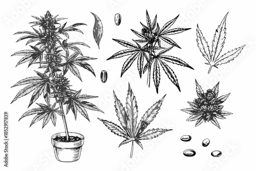 Detailed botanical illustration of cannabis plants and their various components