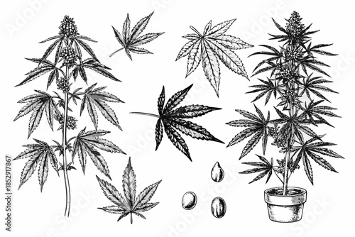 Vintage botanical illustration of cannabis plants and seeds detailed monochrome artwork