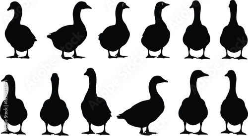 Goose Silhouette Collection in Multiple Standing Poses, Farm and Wildlife Bird Illustration Set Isolated on White Background