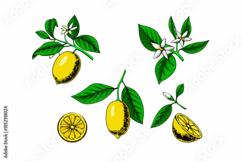 A vibrant illustration of lemons blossoms and lush green leaves