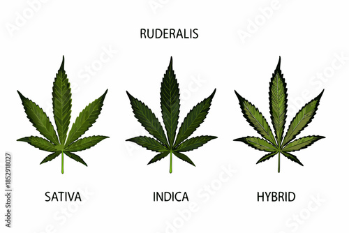 Illustration of cannabis sativa indica and hybrid leaf variations