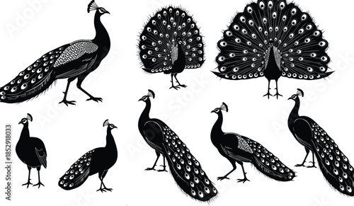 Peacock Silhouette Collection with Elegant Displayed Feathers and Standing Poses, Exotic Bird Wildlife Illustration Set Isolated on White Background