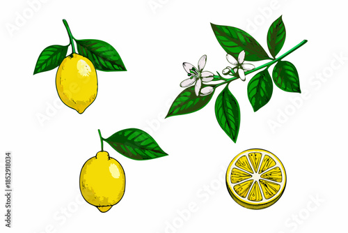Lemon branch with fruit blossoms and a sliced lemon illustration