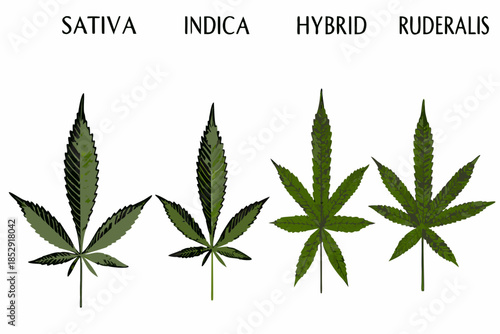 Visual comparison of sativa indica hybrid and ruderalis cannabis leaf types