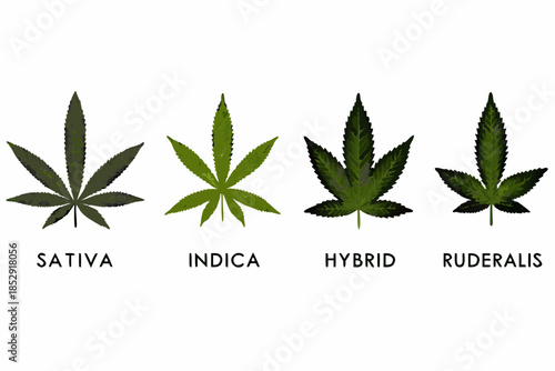 Illustration of cannabis leaf types sativa indica hybrid and ruderalis