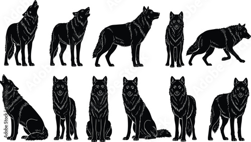 Set of wolf silhouettes isolated on white background, detailed wild canine poses collection for wildlife and nature design