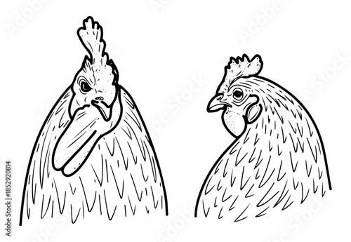Set of rooster and chicken faces. Sketch vector hand drawn. Birds. Animal. Cock, hen. Beak, comb, feathers. Bird farm. Poultry meat, eggs. Black and white illustration. Engraved graphic art.