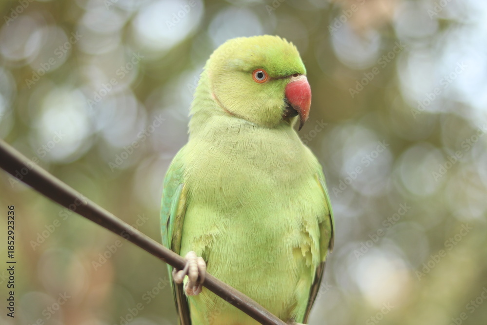 Obraz premium red and green parrot HD Image