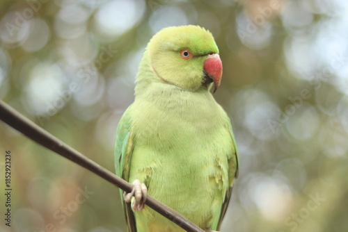 red and green parrot  HD Image